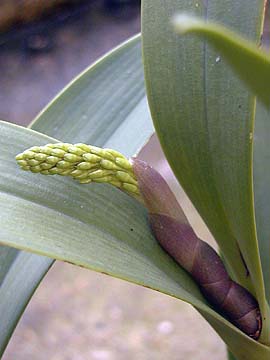 Dendrobium speciosum